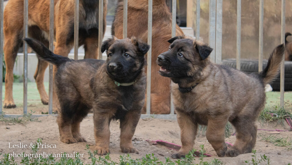 photographe chiot